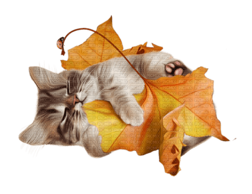 Autumn Fall Kitten Cat - Free PNG