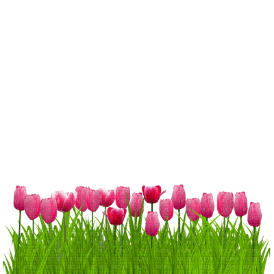 tulips png - PNG gratuit