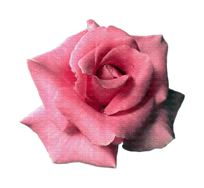 kukka flower fleur rose ruusu - Free PNG
