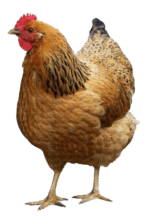 Huhn - kostenlos png