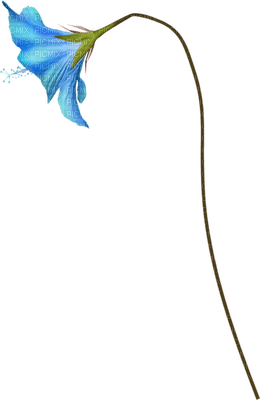 minou-blue-flower - Free PNG