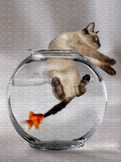 fish bowl bp - Бесплатный анимированный гифка