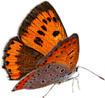 butterflies katrin - kostenlos png