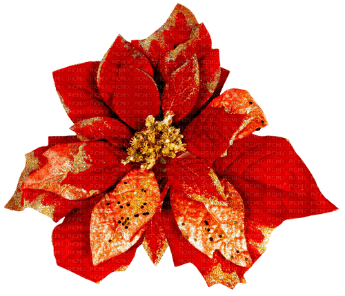 Christmas.Flower.Red.Gold - bezmaksas png