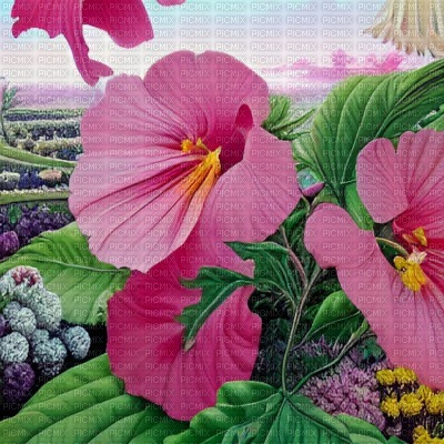 Pink Hibiscus Background - nemokama png