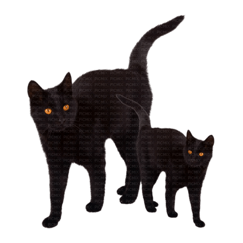 Katze Cat schwarz black - 無料png