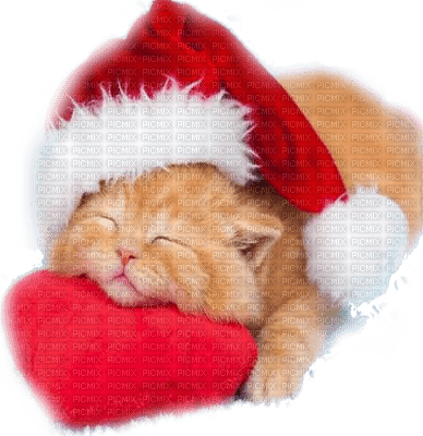christmas cat chat noel - PNG gratuit