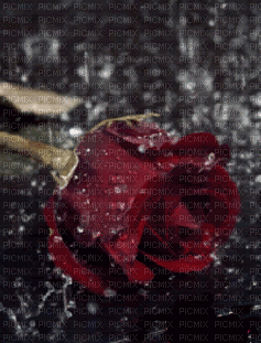 rosa na chuva - GIF animado gratis