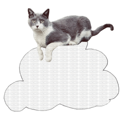 chat nuage - GIF animado grátis