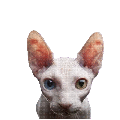 Sphynx hairless cat one eye blue, one eye yellow png - 無料のアニメーション GIF