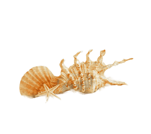 Морские ракушки - darmowe png