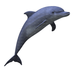 Kaz_Creations Dolphin - ingyenes png