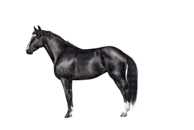 horse - nemokama png