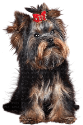 cecily-chien - gratis png