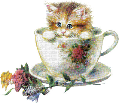cat in cup bp - Gratis geanimeerde GIF