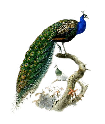 peacock bp - ücretsiz png