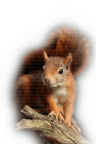 Eichhörnchen, squirrel - ingyenes png