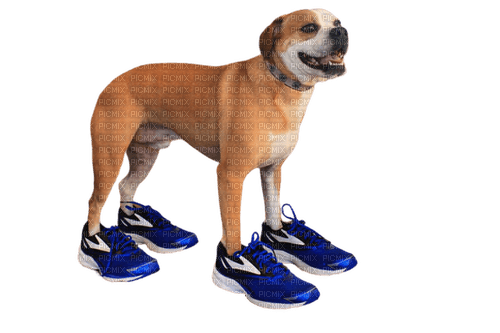 dog sneakers - Free PNG