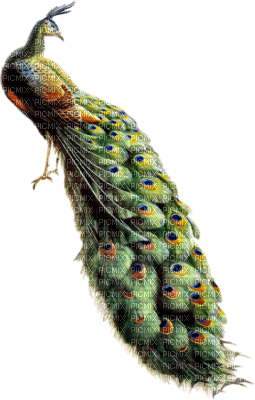 Kaz_Creations Bird Birds Peacock - zdarma png