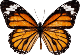 butterflies katrin - Free PNG