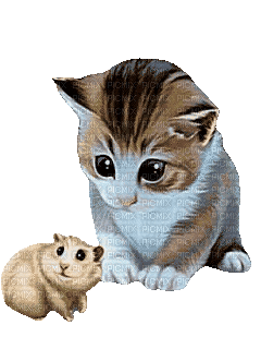 animated cat - GIF animé gratuit