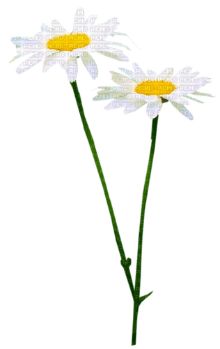 Flowers.Daisies.White.Yellow - zdarma png