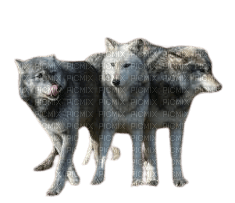 Loups en bande - Free PNG