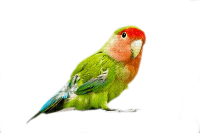 Perroquet - Free PNG