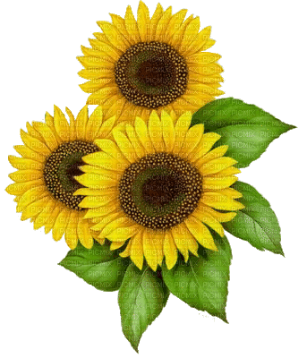 sunflowers bp - GIF animado gratis