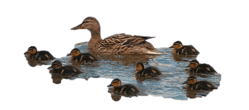ducks familie - 免费PNG