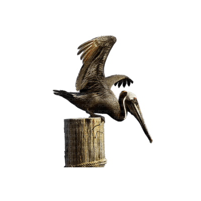 Pelican - 免费PNG