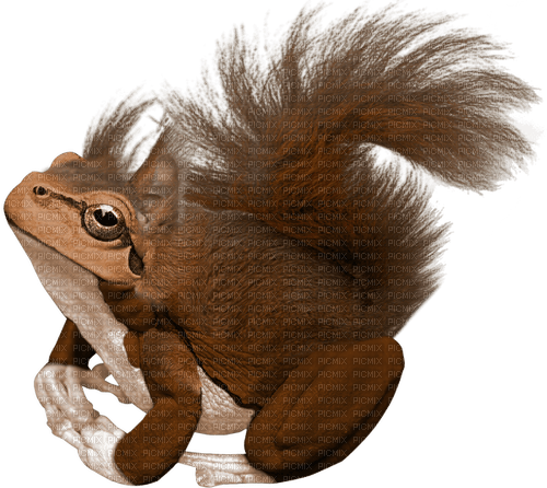 Squirrel frog hybrid animal cute - zdarma png