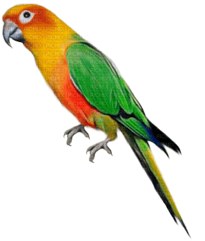 aves - PNG gratuit