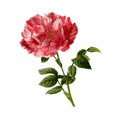 ruusu, rose - PNG gratuit