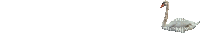 Cisne - GIF animado grátis