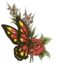 butterfly butterflies bp - Бесплатный анимированный гифка