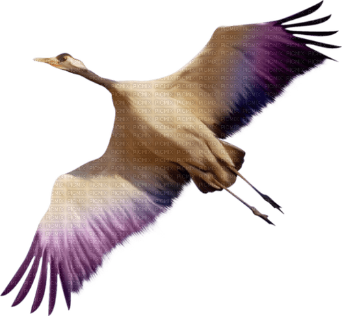 bird Bb2 - PNG gratuit