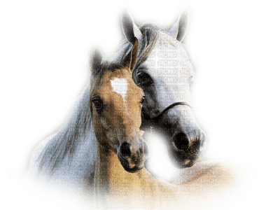 horse with foal bp - gratis png