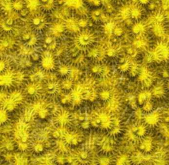 yellow  background by nataliplus - Free animated GIF