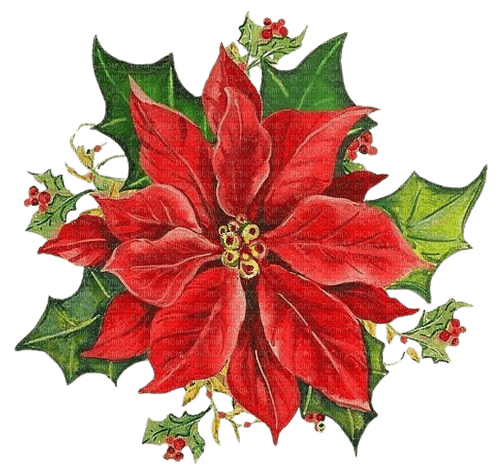Noël poinsettia - PNG gratuit