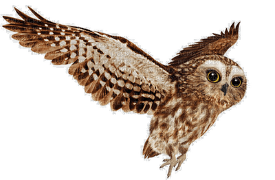 owl katrin - gratis png