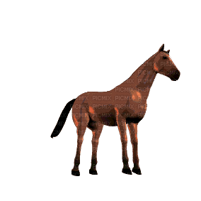 un cheval - Gratis animerad GIF