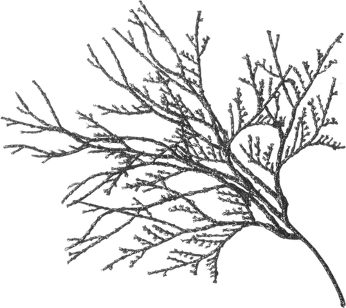 Winter branch snow - darmowe png