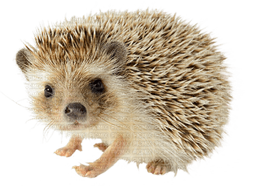 Kaz_Creations Hedgehog - ingyenes png