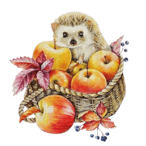 hedgehog igel animal fall autumn herisson - besplatni png