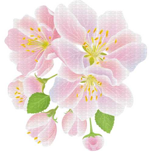 Spring Blossom - фрее пнг