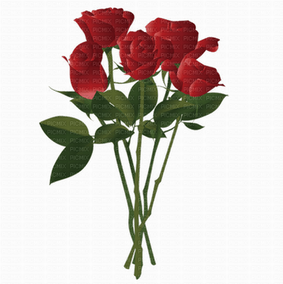 Flowers red rose bp - ilmainen png