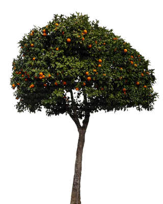 oranges, tree, puu - PNG gratuit