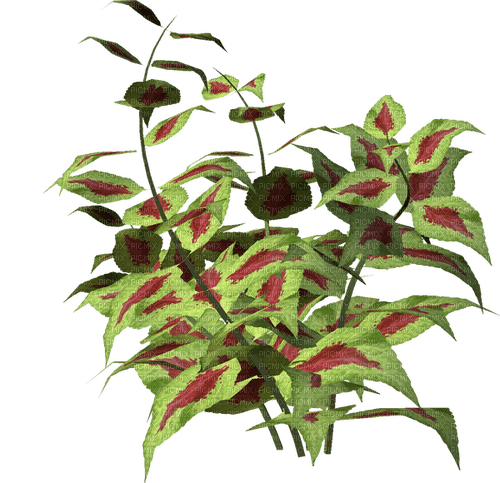 Planta color verde - zadarmo png