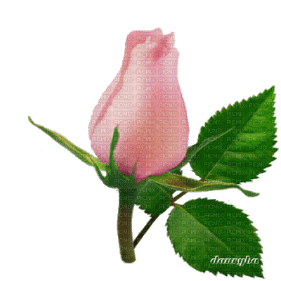 różą - Δωρεάν κινούμενο GIF